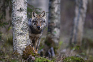 Concurso Internacional de fotografía de Montaña - Naturaleza y Aventura – Memorial María Luisa