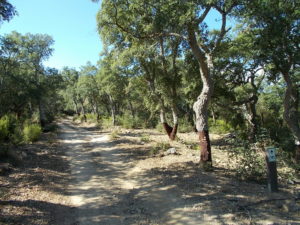 CAMINO (Pirinexus) HACIA LA JONQUERA