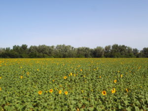 CAMPO DE GIRASOLES EN LA RIBERA DEL GUADALQUIVIR