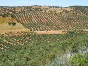 LA VIA AUGUSTA EN SU TRAZADO ORIGINAL POR LA ZONA DE NAVAS DE SAN JUAN (JAÉN)