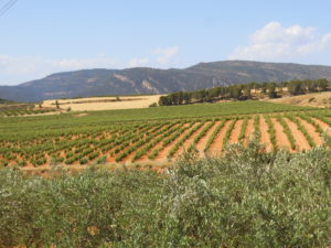 PAISAJE EN LA ETAPA DE ALMANSA A MOIXENT