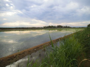 PARQUE NATURAL DE LA ALBUFERA