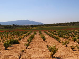 POR LOS VIÑEDOS DE ALMANSA